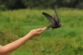 Common swift bird (Apus apus) Royalty Free Stock Photo