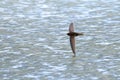 Common swift bird in flight above the water Royalty Free Stock Photo