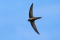 Common swift bird in flight