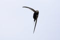 Common swift bird in flight