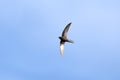 Common swift bird in flight Royalty Free Stock Photo