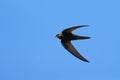 Common swift bird in flight