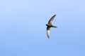 Common swift bird in flight Royalty Free Stock Photo