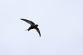 Common swift bird in flight catching insect Royalty Free Stock Photo