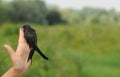 Common Swift bird