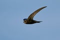 Common swift Apus apus Royalty Free Stock Photo