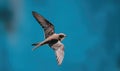 A common swift flying at high speed, wings curved, sharp focus