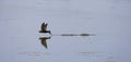 Common Swift, Gierzwaluw, Apus apus Royalty Free Stock Photo