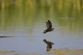 Common Swift, Gierzwaluw, Apus apus Royalty Free Stock Photo