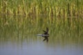 Common Swift, Gierzwaluw, Apus apus Royalty Free Stock Photo