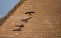 Common Swift, Gierzwaluw, Apus apus