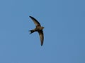 Common Swift, Gierzwaluw, Apus apus Royalty Free Stock Photo