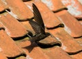 Common Swift, Gierzwaluw, Apus apus Royalty Free Stock Photo