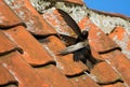 Common Swift, Gierzwaluw, Apus apus Royalty Free Stock Photo