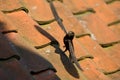 Common Swift, Gierzwaluw, Apus apus Royalty Free Stock Photo