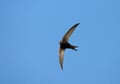 Common Swift, Gierzwaluw, Apus apus Royalty Free Stock Photo