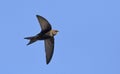 Common Swift, Greece