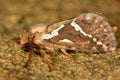 Common swift moth (Korscheltellus lupulina) Royalty Free Stock Photo