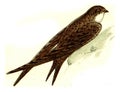 Common swift, vintage engraving
