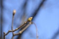 Common sycamore Royalty Free Stock Photo