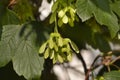 Common sycamore Royalty Free Stock Photo