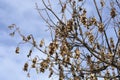 Common sycamore Royalty Free Stock Photo