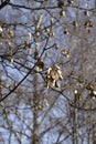 Common sycamore Royalty Free Stock Photo