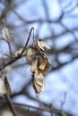 Common sycamore Royalty Free Stock Photo