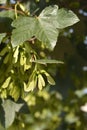 Common sycamore Royalty Free Stock Photo