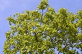 Common sycamore Royalty Free Stock Photo