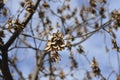 Common sycamore Royalty Free Stock Photo