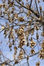 Common sycamore Royalty Free Stock Photo