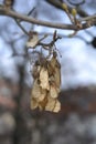 Common sycamore Royalty Free Stock Photo