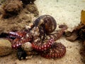 Common Sydney Octopus Royalty Free Stock Photo