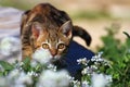 Little kitty in the garden Royalty Free Stock Photo