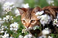 Little kitty in the garden Royalty Free Stock Photo