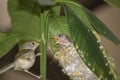 Common Tailor bird Orthotomus sutorius feeding the baby bird Royalty Free Stock Photo