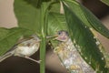 Common Tailor bird Orthotomus sutorius feeding the baby bird