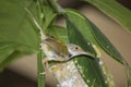 Common Tailor bird Orthotomus sutorius feeding the baby bird to the nest in the back