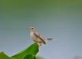 Common Tailor bird (Orthotomus sutorius) Royalty Free Stock Photo