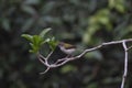 Common Tailor bird, Orthotomus sutorius is a songbird found across tropical Asia, Goa Royalty Free Stock Photo