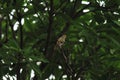 COMMON TAILOR BIRD SPOTTED IN RAINY SEASON. Royalty Free Stock Photo