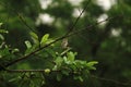 COMMON TAILOR BIRD ON THE TREE. Royalty Free Stock Photo