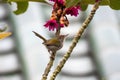 Common Tailorbird Formal Name: Orthotomus sutorius