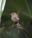 Common Tailorbird