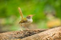 Common Tailorbird