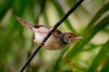 Common Tailorbird - Orthotomus sutorius bird in the family Cisticolidae. It is found in Brunei, Indonesia, Malaysia, Myanmar, the