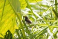 Common tailorbird, Orthotomus sutorius