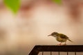 Common tailorbird or Orthotomus sutorius a small shy bird