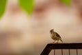 Common tailorbird or Orthotomus sutorius a small shy bird